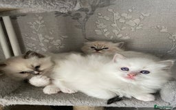 Ragdoll cats for stud: Gccf Loki large ragdoll stud blue mitted   in Wakefield - Image 6