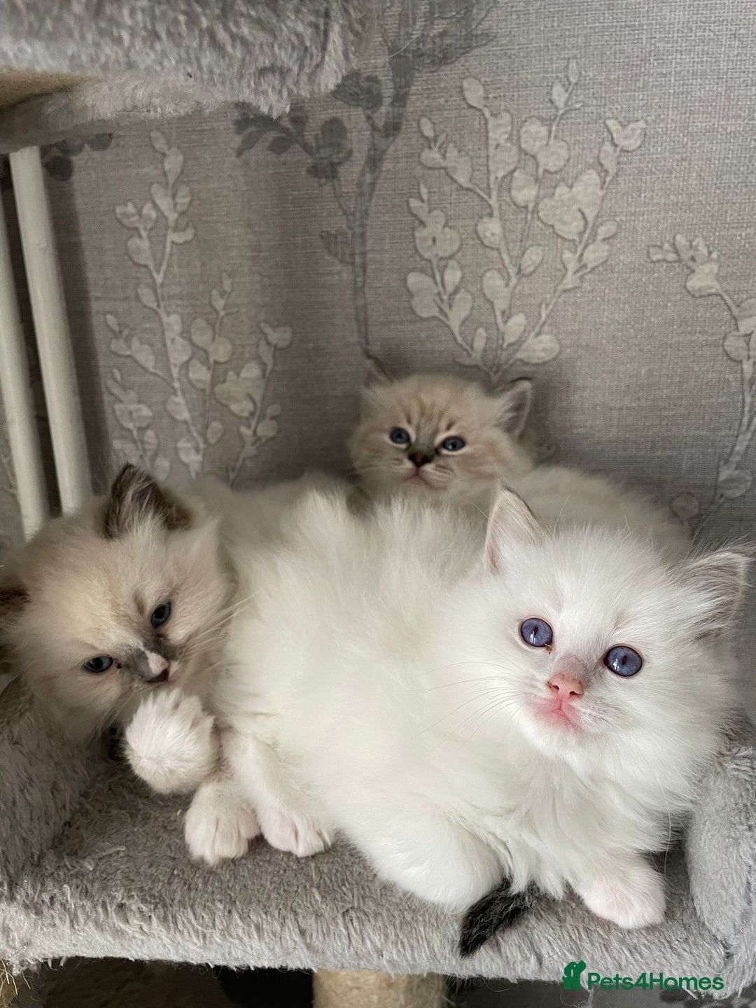 Ragdoll cats for stud: Gccf Loki large ragdoll stud blue mitted   in Wakefield - Image 6