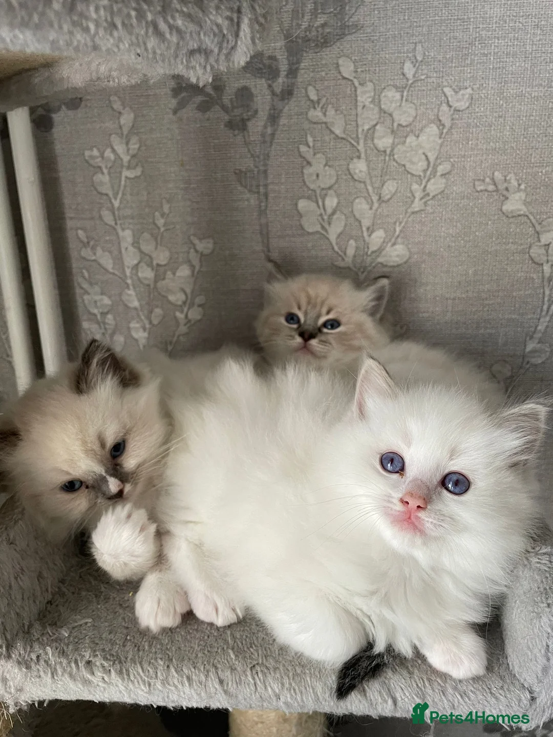 Ragdoll cats for stud: Gccf Loki large ragdoll stud blue mitted   in Wakefield - Advert 6