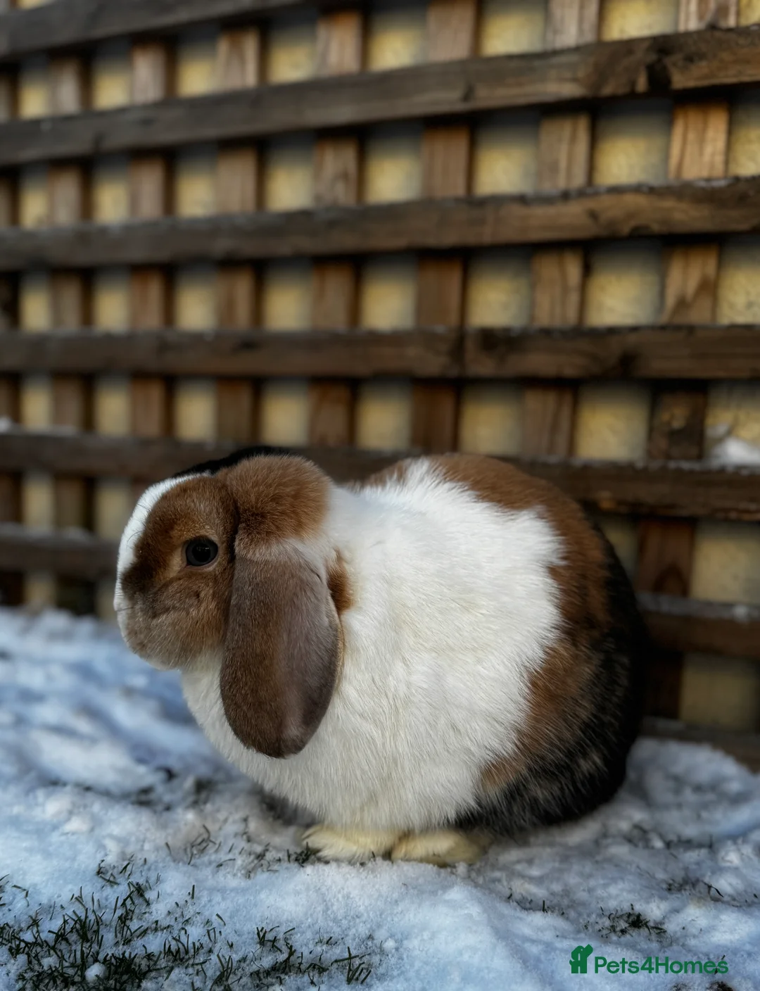 Mini Lop rabbits for sale: 🌾 Bonded Mini Lop Rabbit/Bunny Pair 🌾 - Advert 7