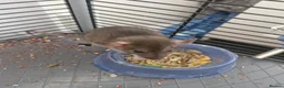 Rat rodents for sale: Baby rats, boys and girls. - Advert 4