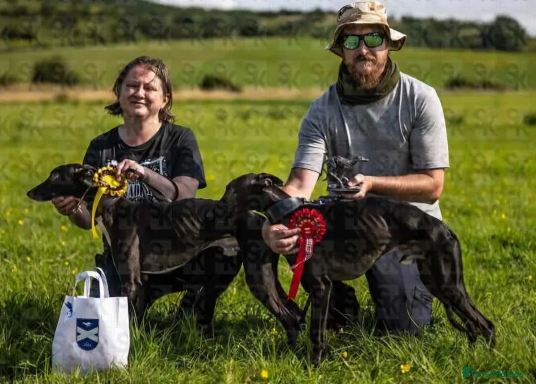 Whippet dogs for stud: Eidynrock Sangoma with Silkspun ,Sportingbred.X in Glasgow - Advert 25