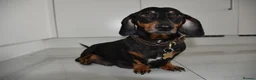 Miniature Dachshund dogs for sale: Beautiful Mini Dachshund Puppies – Home Raised - Advert 4