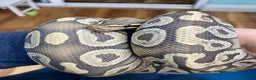 Python Snake reptiles for sale: Royal pythons looking for new homes  - Advert 13