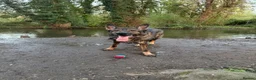 German Shepherd dogs for sale: Male German shepherd 7years - Advert 3