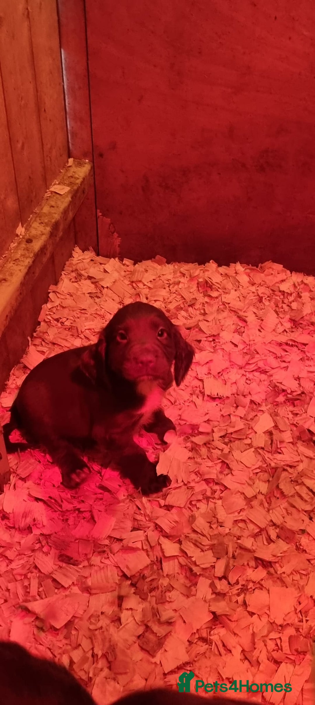 Sprocker dogs for sale: Working Strain Sprocker Puppies For Sale - Image 4