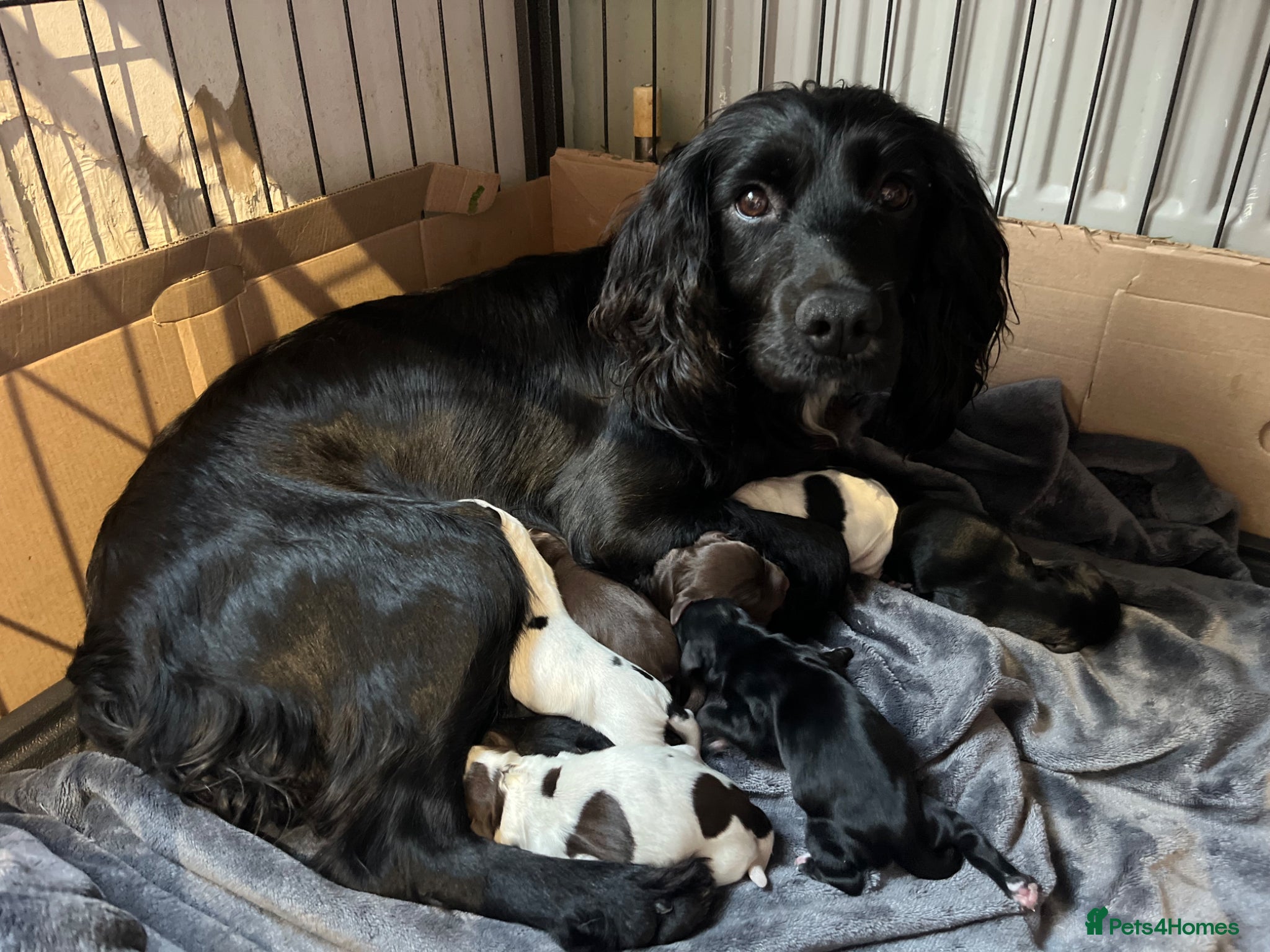 Sprocker dogs 7 Sprocker Puppies  - Advert 11