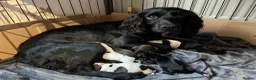 Sprocker dogs for sale: 7 Sprocker Puppies  - Advert 4