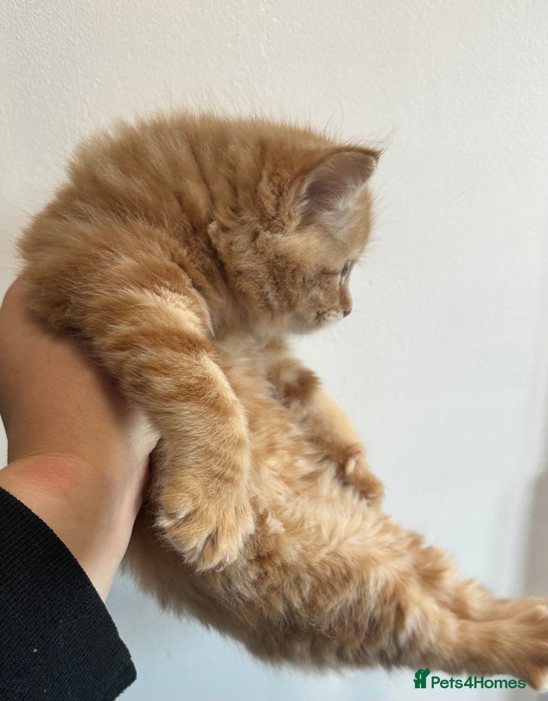 Maine Coon cats for sale: We have 4  sweet English Maine coon kittens❣️ - Advert 19