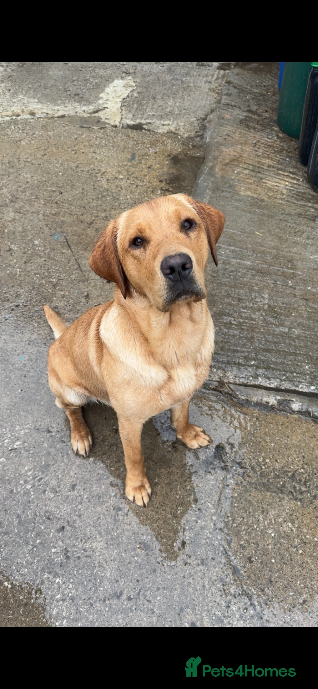 Labrador Retriever dogs for stud: KC Registered Lab For Stud in Lancaster - Advert 6