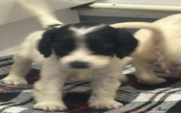 Cocker Spaniel dogs for sale: Adorable Show type cocker spaniel puppy’s  - Image 29