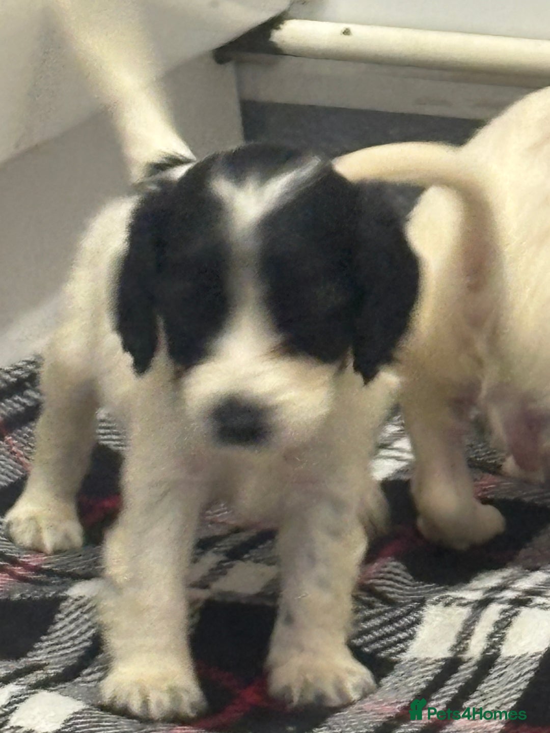 Cocker Spaniel dogs for sale: Adorable Show type cocker spaniel puppy’s  - Image 29