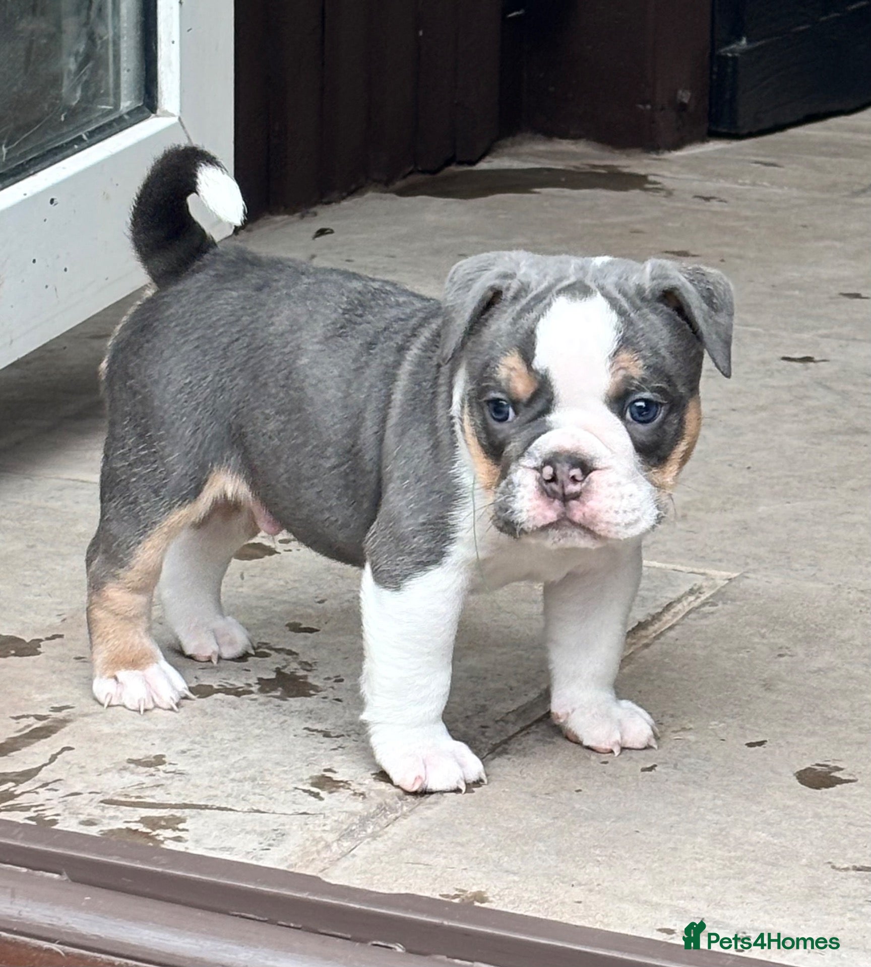 Olde English Bulldogge dogs Last gorgeous blue tri boy 🥰😍 - Advert 2