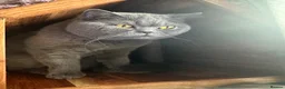 British Shorthair cats for sale: British Shorthair GCCF-registered Kittens  - Advert 16
