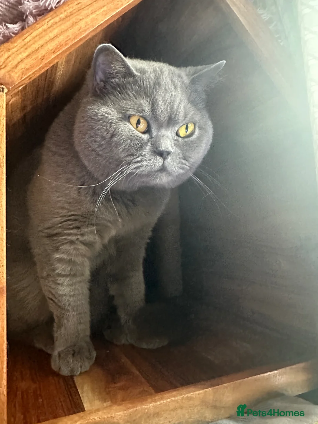 British Shorthair cats for sale: British Shorthair GCCF-registered Kittens  - Advert 16