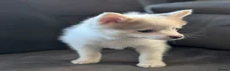 Pomsky dogs for sale: Stunning F3 Pomsky Puppies! - Advert 13