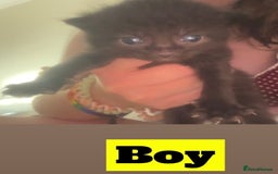 Mixed Breed cats for sale: Black and white kittens  - Image 5
