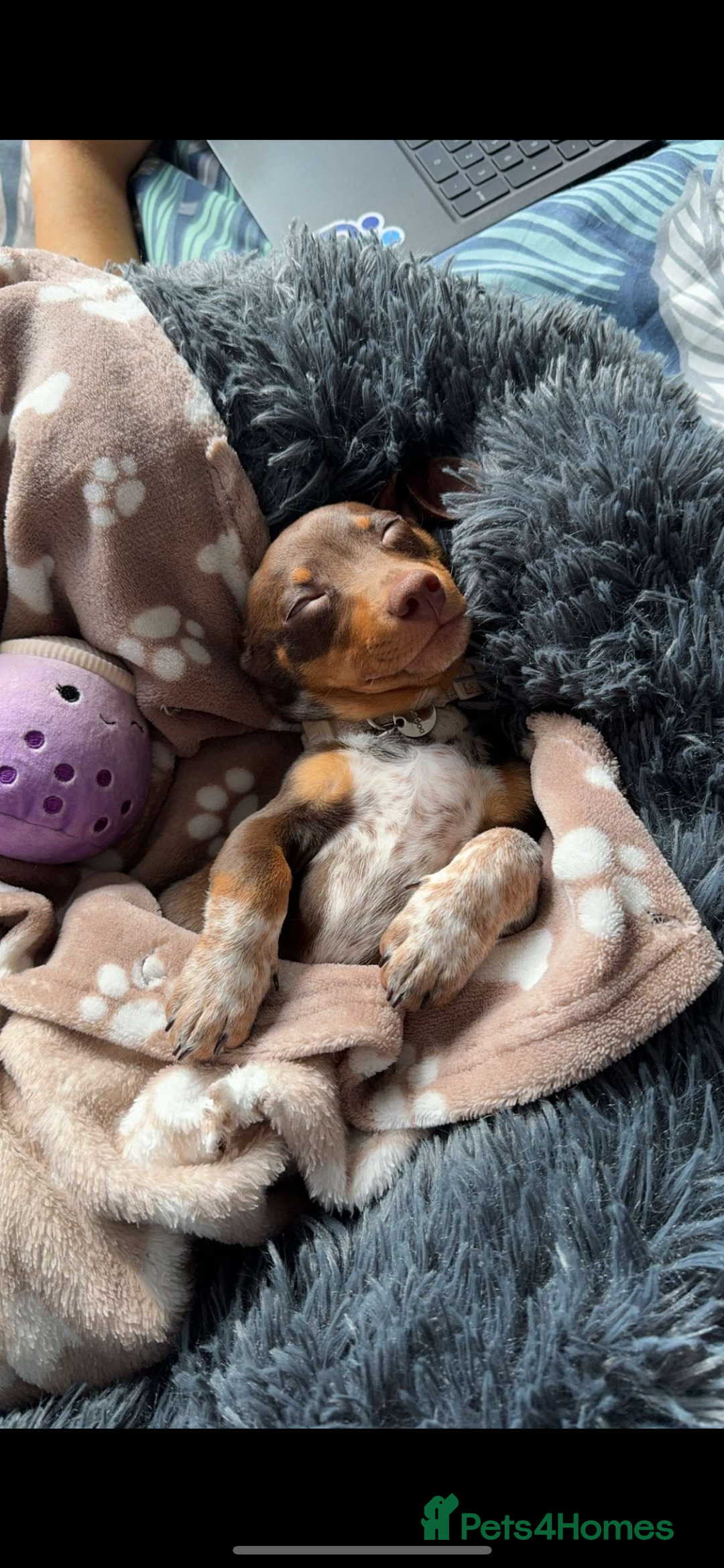 Mixed Breed dogs for sale: Ozzie (aka Weenie) - Miniature Dachshund Cross  - Image 4