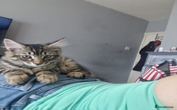Dwelf cats for sale: 2 sweet kittens  - Image 5