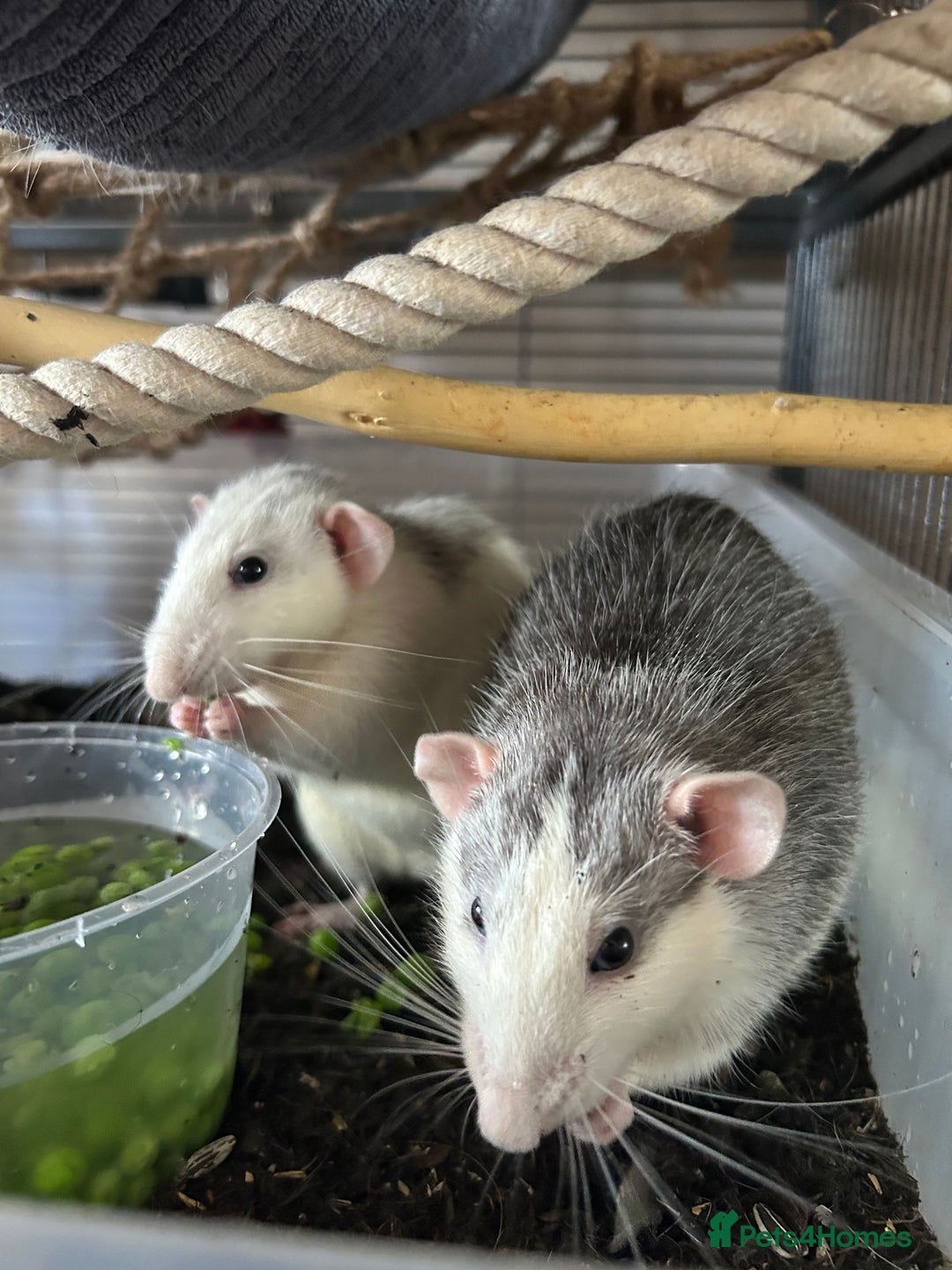 Rat rodents for sale: 3 male rats  - Image 10