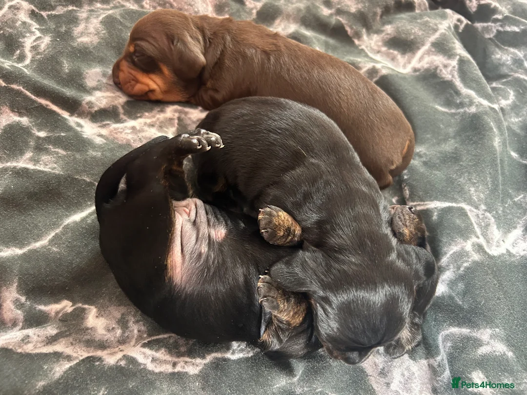 Miniature Dachshund dogs for sale: Miniature dachshund puppies for sale pure breed in Torquay - Advert 2