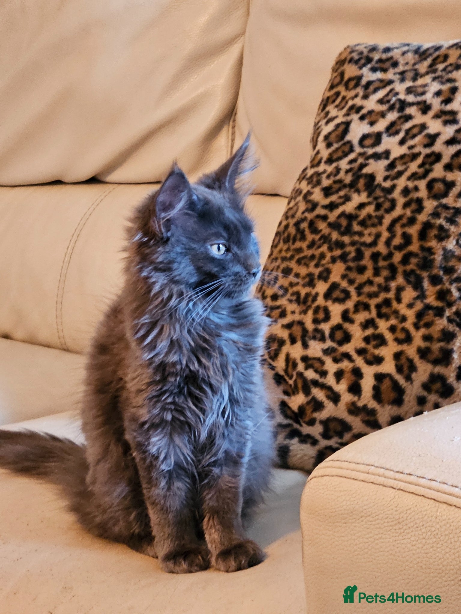 Maine Coon cats *NEW PRICE* Blue Pedigree Maine coon GCCF Kitten  - Advert 7