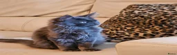 Maine Coon cats for sale: NEW PRICE Registered Blue Pedigree Maine coon baby - Advert 23