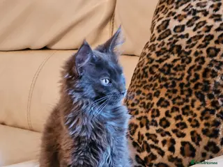Maine Coon cats *NEW PRICE* Blue Pedigree Maine coon GCCF Kitten - Advert 7