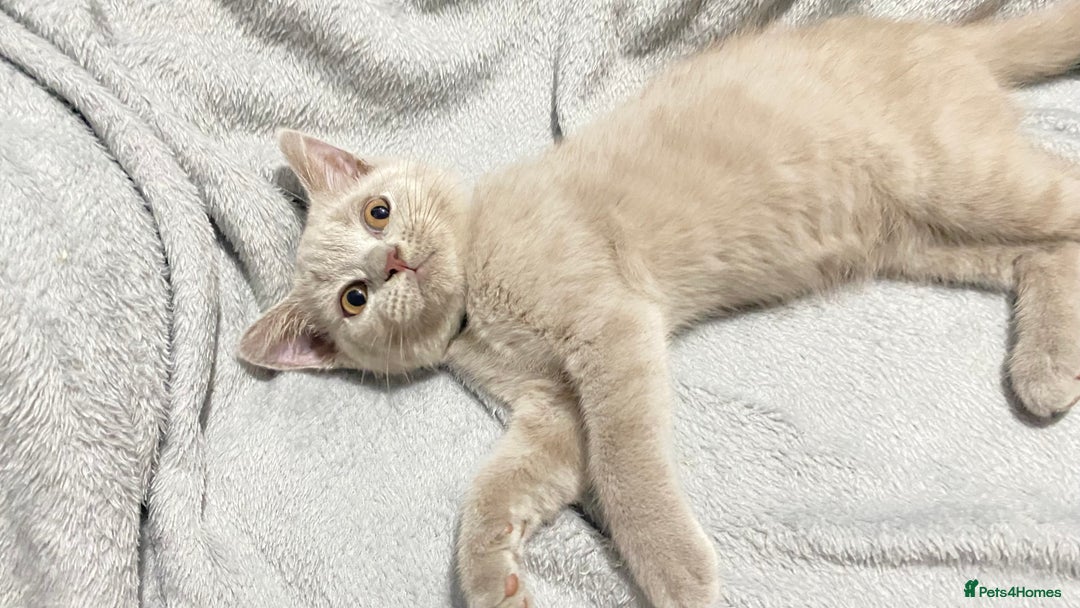 British Shorthair cats for sale: Adorable British shorthair kittens  - Image 4