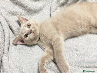 British Shorthair cats for sale: 1 pure bred fawn British shorthair kitten left - Advert 2