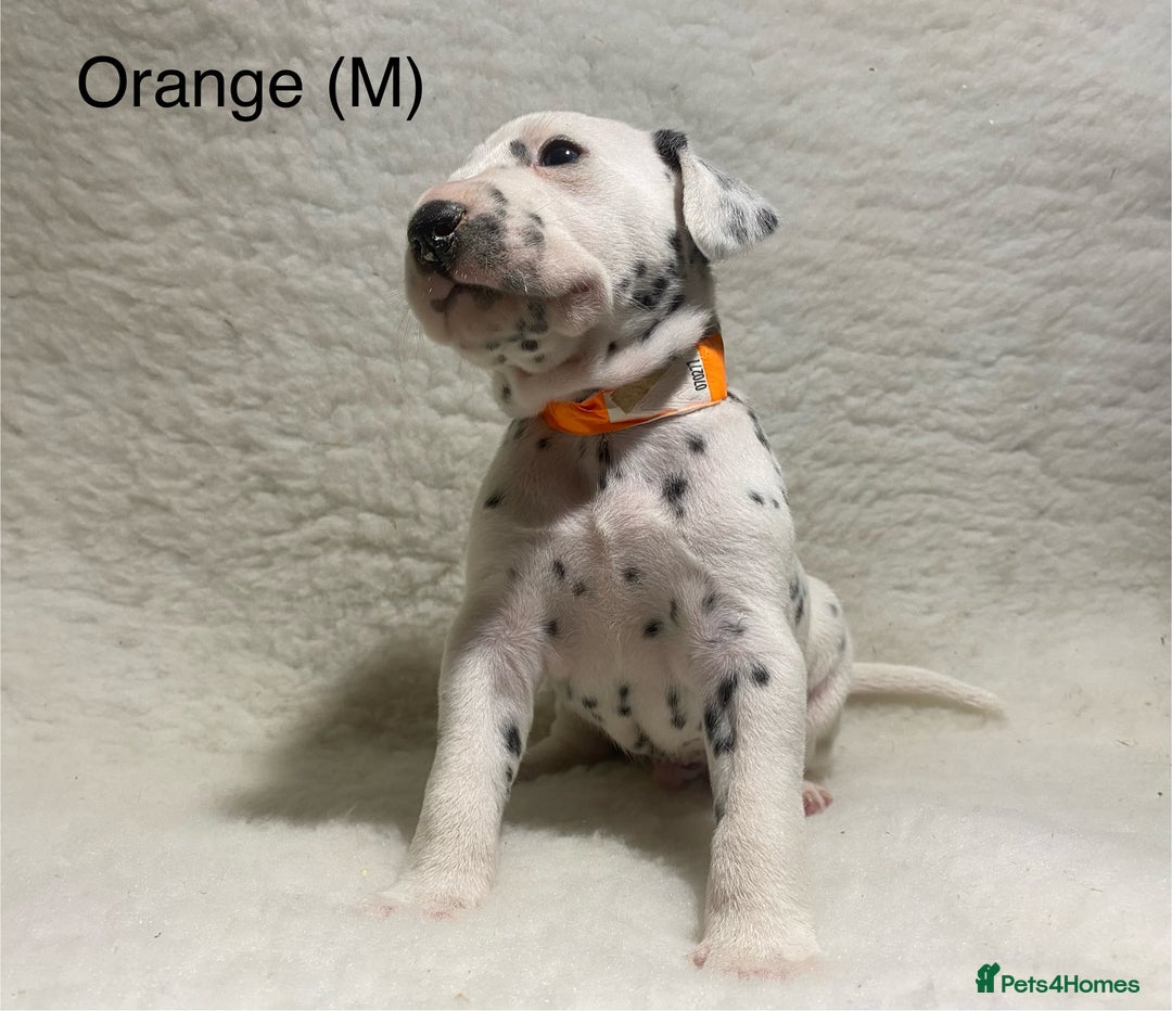 Dalmatian dogs for sale: Stunning KC dalmation puppies for sale! - Image 8