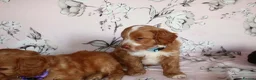 Cockapoo dogs for sale: Beautiful cocker poo puppies available  in Havercroft - Advert 23