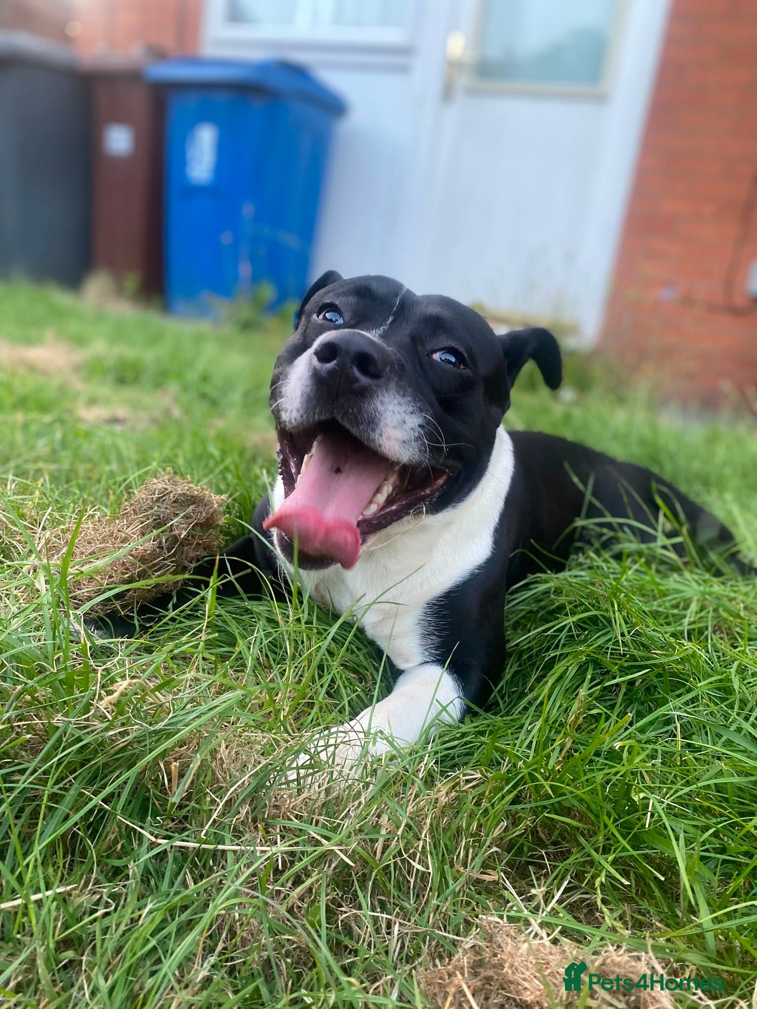 Mixed Breed dogs Male staffy cross English bulldog  - Advert 4