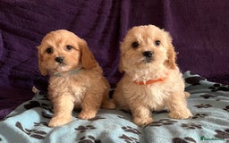 Cavachon dogs for sale: Cute Cavachon puppies  - Image 8