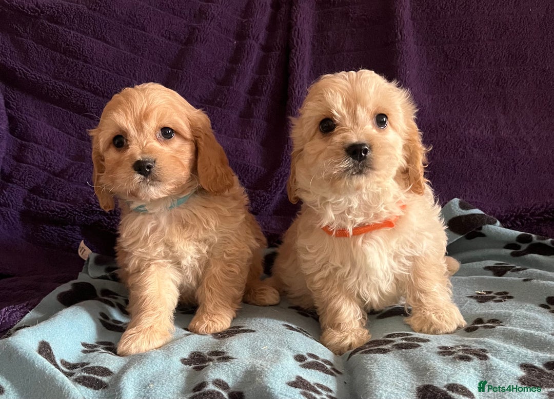 Cavachon dogs for sale: Cute Cavachon puppies  - Image 8