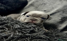 French Bulldog dogs for sale: KC Fluffy Carriers Isabella French Bulldogs puppy - Image 21