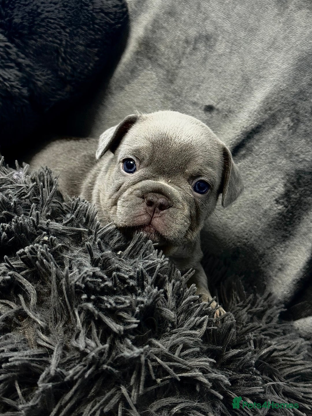 French Bulldog dogs for sale: KC Fluffy Carriers Isabella French Bulldogs puppy - Image 21
