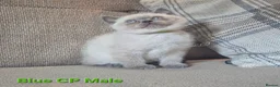 British Shorthair cats for sale: Blue Colourpointed GCCF British Shorthair Kitten - Advert 3