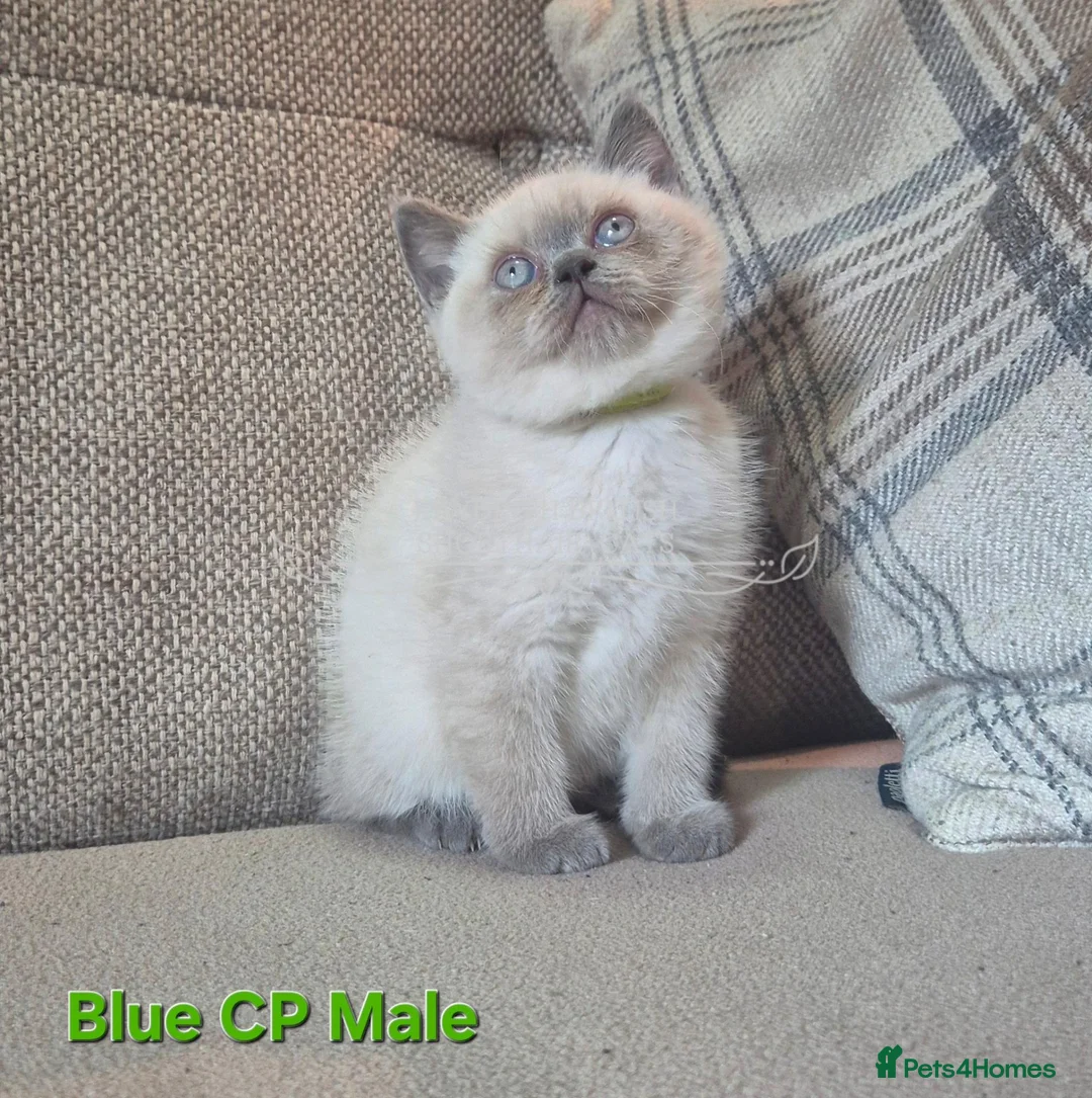 British Shorthair cats for sale: Blue Colourpointed GCCF British Shorthair Kitten - Advert 3