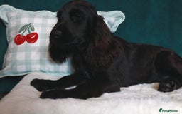 Cocker Spaniel dogs for sale: Gorgeous show cocker spaniel puppies for sale  - Image 7