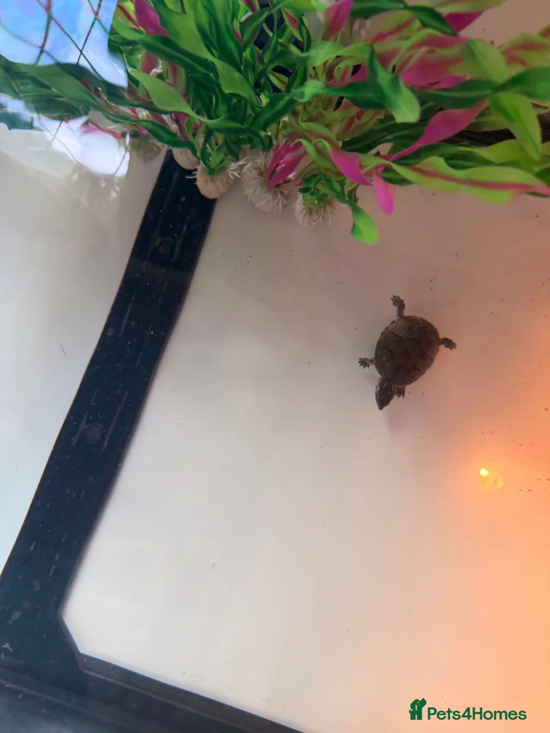 Turtle reptiles for sale: 2 baby musk turtles OFFERS - Advert 2