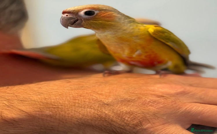 Conures birds - Advert 1
