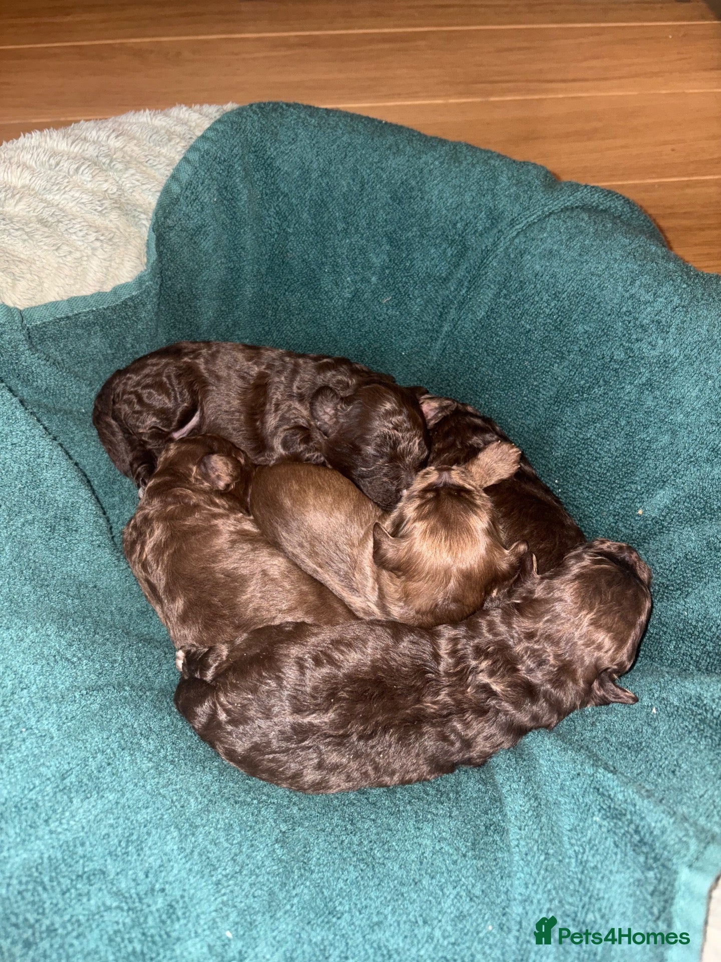 Cockapoo dogs F1B chocolate cockapoos  - Advert 3