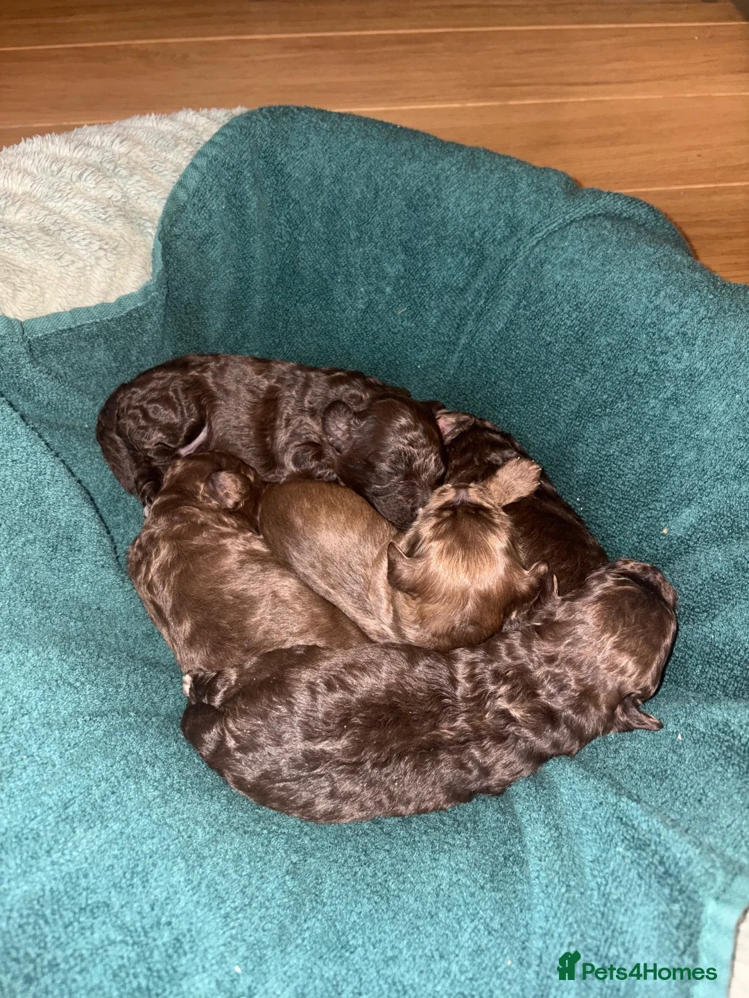 Cockapoo dogs for sale: F1B chocolate cockapoos  - Advert 1