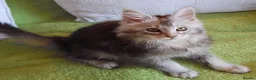 Maine Coon cats for sale: Gorgeous TICA silver Euro poly/non poly Active/pet - Advert 8
