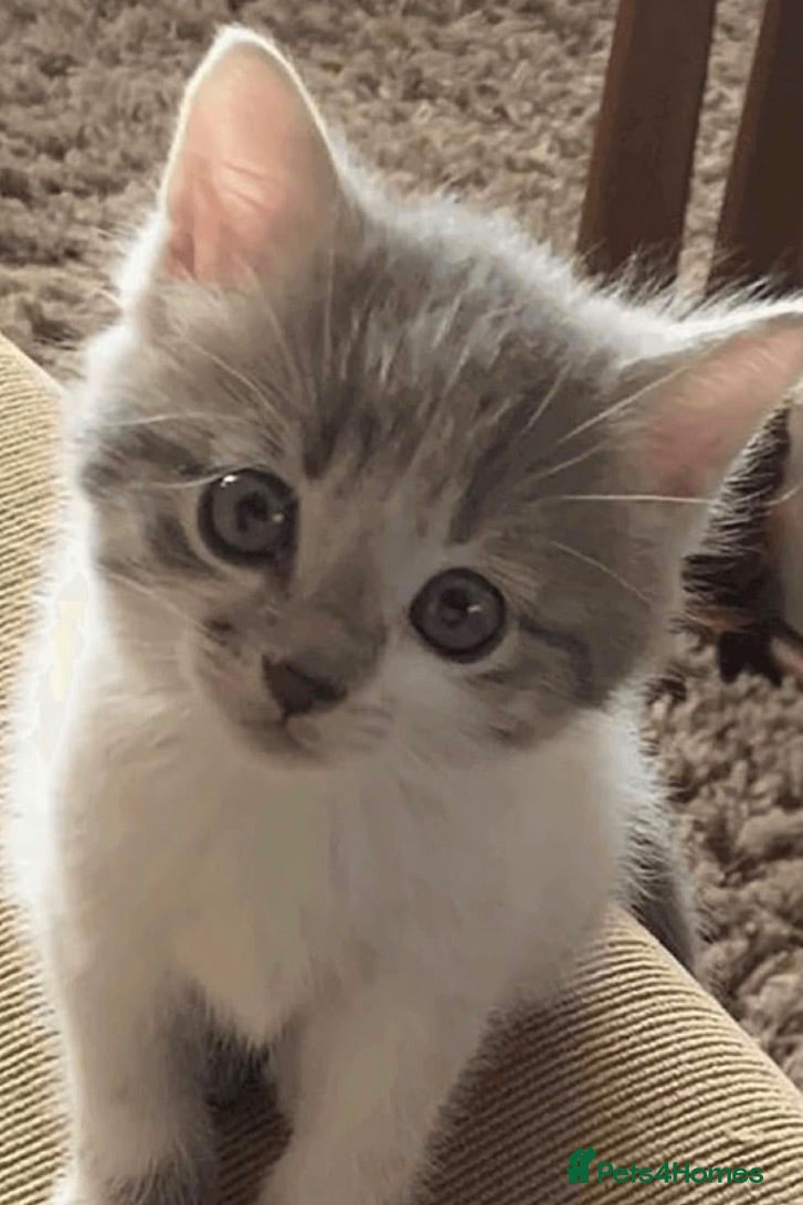 Mixed Breed cats kittens for sale  - Advert 1