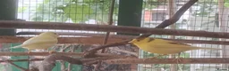 Canaries birds for sale: Canaries for sale  in Dereham - Advert 4