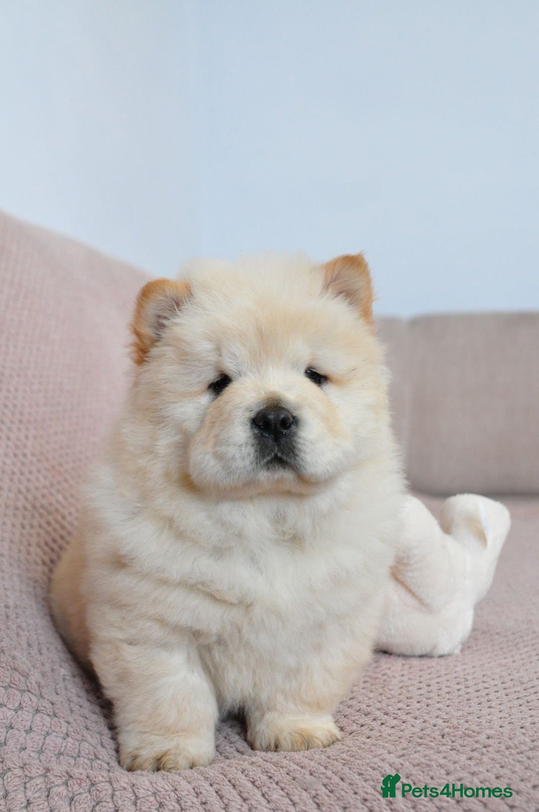 Chow Chow dogs for sale: Pedigree Chow Chow puppies available 🐶 - Advert 12