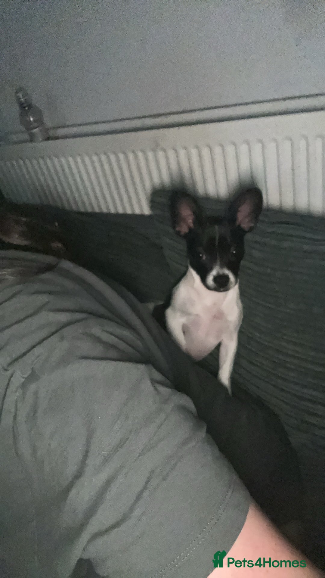 Mixed Breed dogs Dapple the 6 month old pup - Advert 1