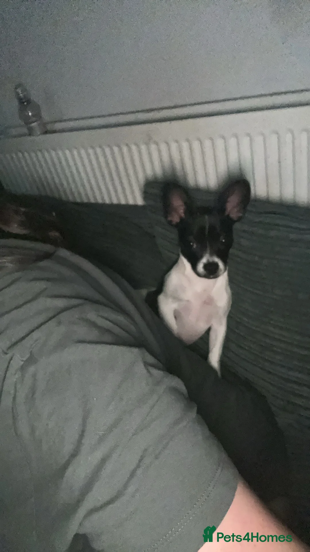 Mixed Breed dogs for sale: Dapple the 6 month old pup - Advert 1